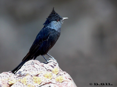 VIUDITA NEGRA COPETONA (Knipolegus lophotes) - Punta Ballena-MALDONADO (Febrero 2012)
